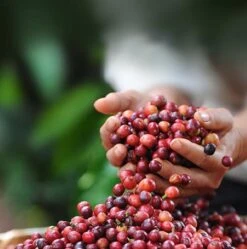 Nescafé Dolce Gusto Cappuccino Capsules - 90 Koffiecups 14 Nescafé Dolce Gusto Cappuccino Capsules - 90 Koffiecups -Koffiebenodigdheden Winkel 1190x1200 2